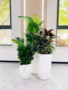 江北植物出租价格